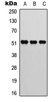 Anti-ATF2 (Phospho-T73) Antibody