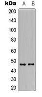 Anti-Vasopressin V3 Receptor Antibody