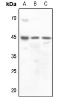 AVPR2 antibody