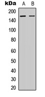 BCR (Phospho-Y360) antibody