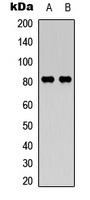 Anti-Calpain 11 Antibody