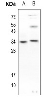 Caspase 3 (Phospho-S150) antibody
