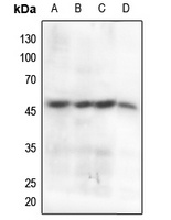 CCNB1 (Phospho-S147) antibody