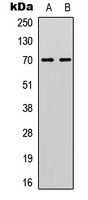 Anti-CDC25A (Phospho-S178) Antibody