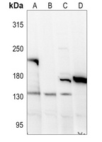 Anti-Collagen 18 alpha 1 Antibody