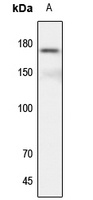 CSF1R antibody