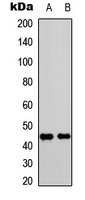 CXCR2 (Phospho-S347) antibody