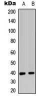 CXCR2 antibody