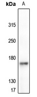 EGFR (Phospho-Y1092) antibody