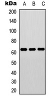 ELK1 (Phospho-T417) antibody