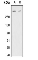 FBN1 antibody