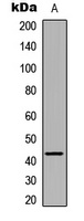 Anti-GPR43 Antibody