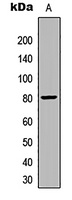 Anti-Frizzled 9 Antibody