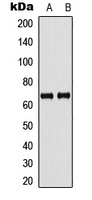 GBP5 antibody