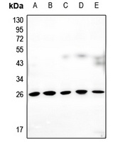 Anti-Connexin 25 Antibody