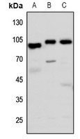 Anti-GPR113 Antibody
