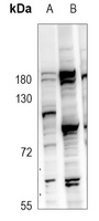Anti-GPR97 Antibody