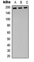 GRIN2B (Phospho-Y1474) antibody