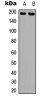 GRIN2B (Phospho-Y1336) antibody