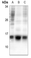 Anti-Histone H2A.Z (Acetyl-K5) Antibody