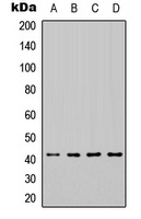 Anti-HEXIM1 Antibody