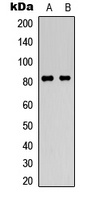 HSF1 (Phospho-S307) antibody