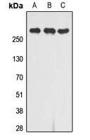 IGF2R antibody