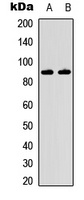 Anti-IKK beta Antibody