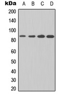 Anti-IKK beta Antibody