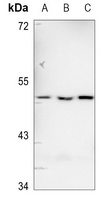 IL13RA1 antibody