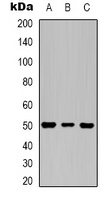 Tubulin beta 3 antibody