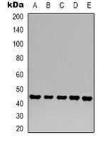 Anti-Beta-actin Antibody