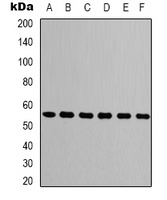 Tubulin beta 3 antibody