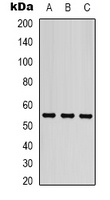 Anti-Beta-tubulin Antibody
