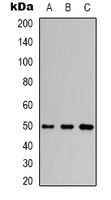 Anti-Beta3-tubulin Antibody