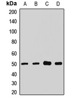 SLC9A3R1 antibody