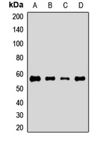 Anti-ATG5 Antibody