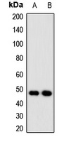 Anti-NUDT6 Antibody