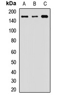 Anti-ZO2 Antibody