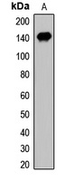 Anti-GTF2I Antibody