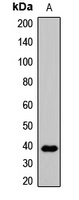 Anti-WNT3A Antibody