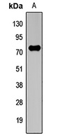 Anti-cIAP2 Antibody