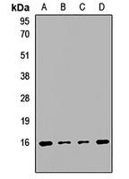 PPP3R1 antibody