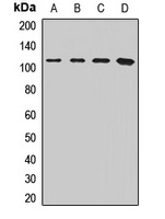 Anti-SFPQ Antibody