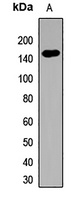 Anti-TLR7 Antibody