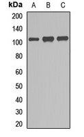 Anti-GEN1 Antibody