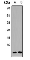 GNG7 antibody