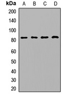 Anti-TRF4 Antibody