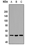 RBM22 antibody