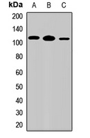 Anti-IL-17RD Antibody